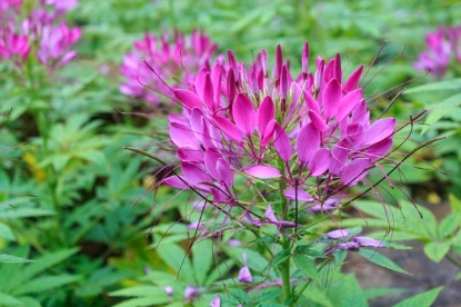 Picture of Cleome - Cherry Queen